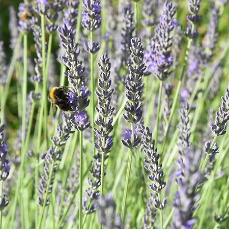 Talblick 2 -- Ihr Zuhause Mitten Im Idyllischen Tal Tatil Evi *