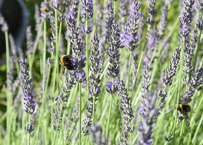 Talblick 2 -- Ihr Zuhause Mitten Im Idyllischen Tal Ferienhaus *